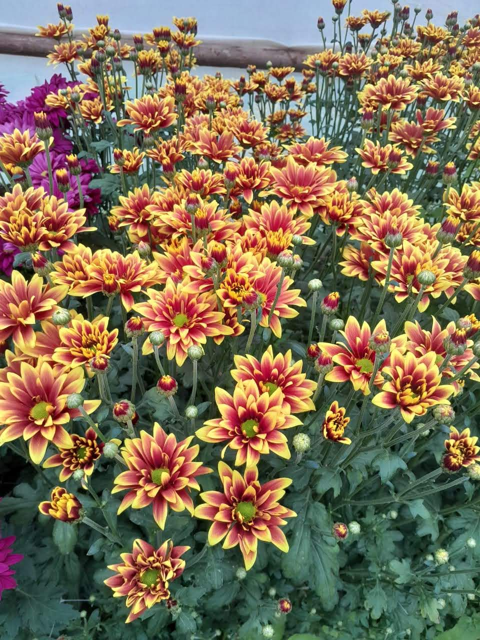 Bicolor Chrysanthemums