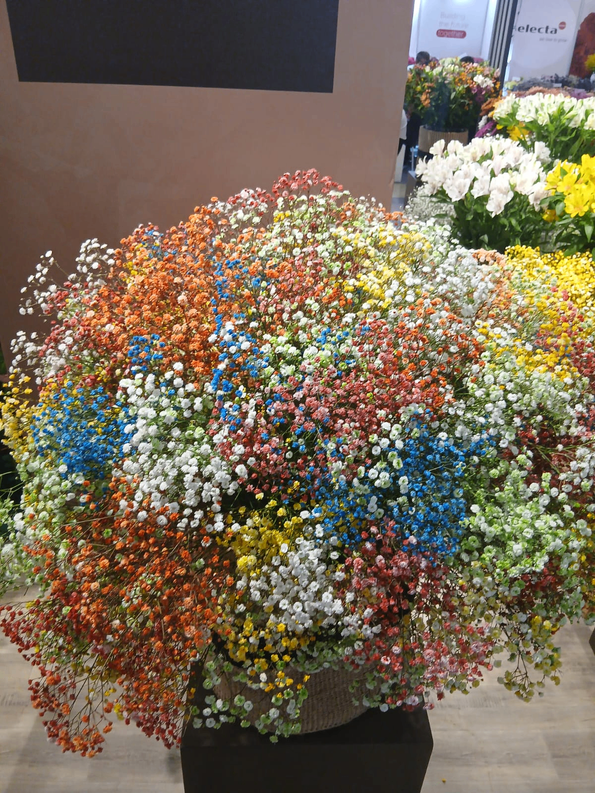 Gypsophila