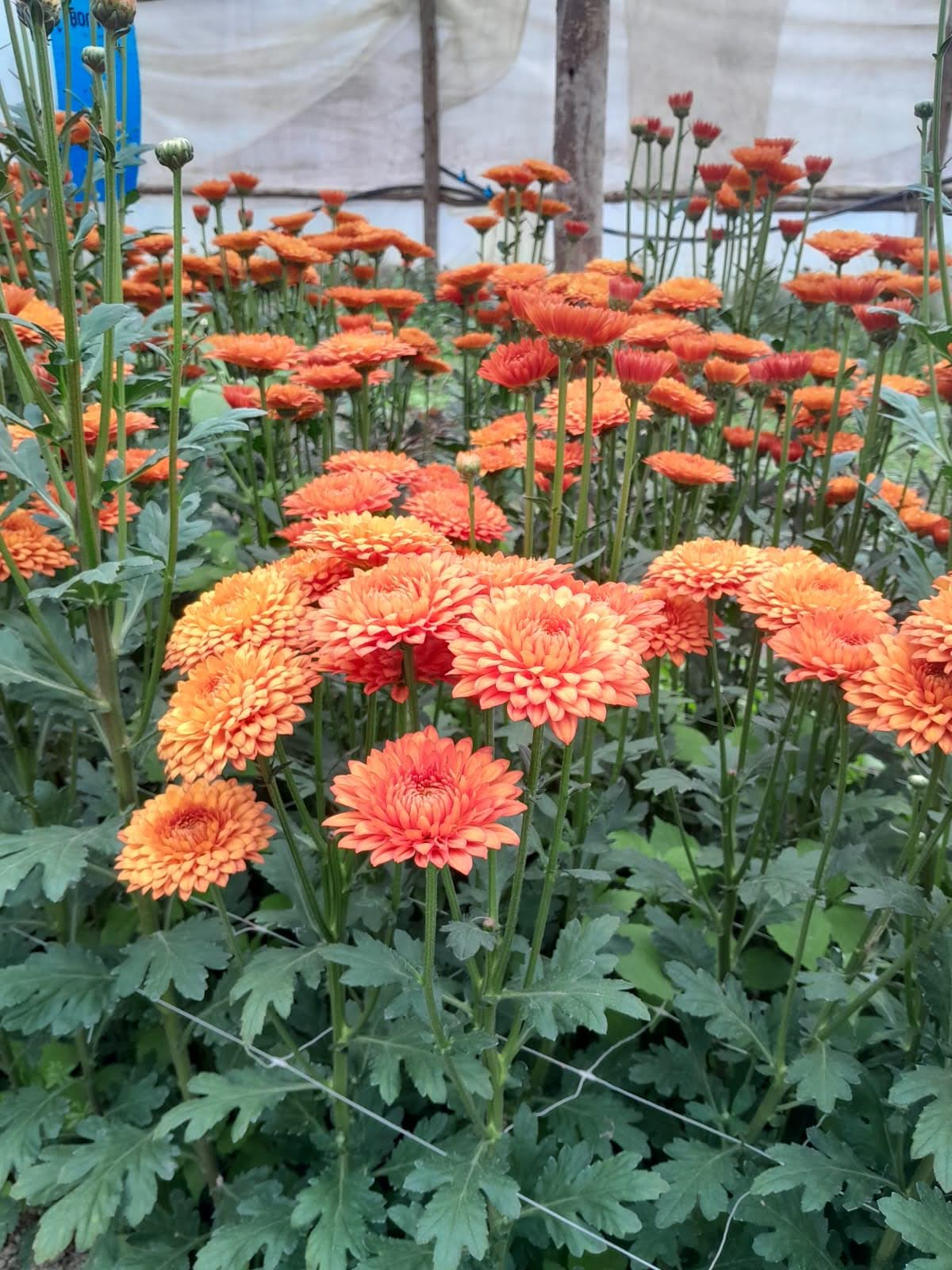 Orange Chrysanthemums