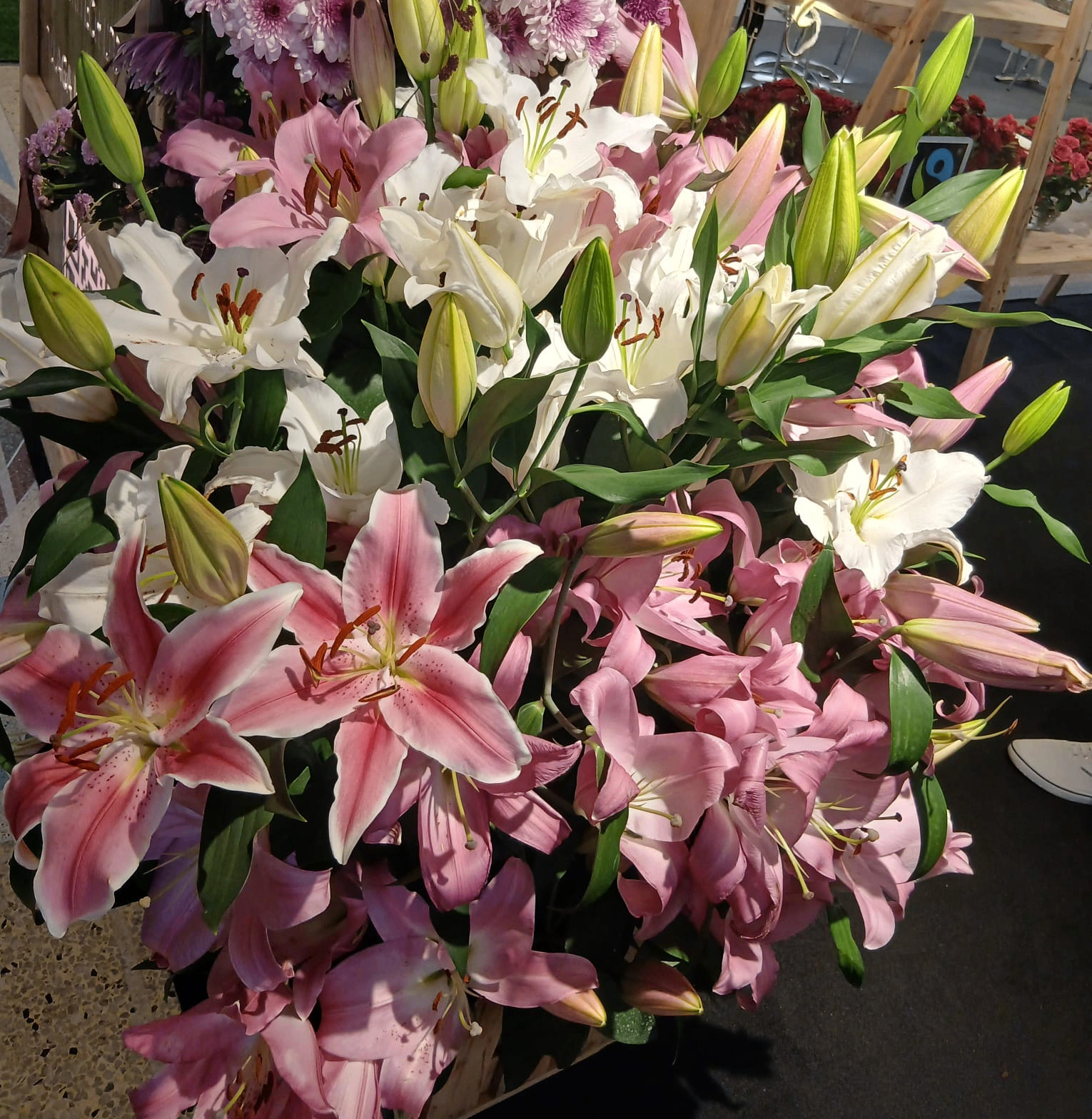 Oriental Lilies