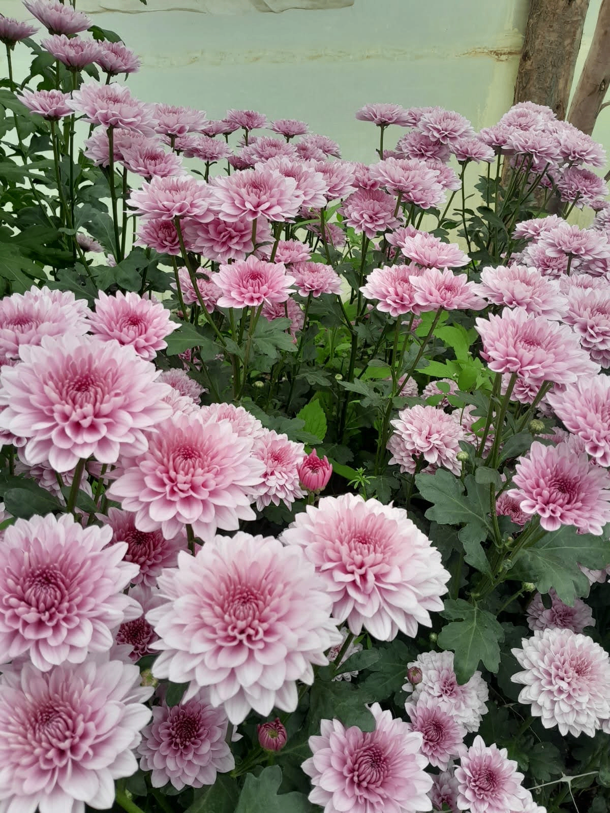 Pink Chrysanthemums