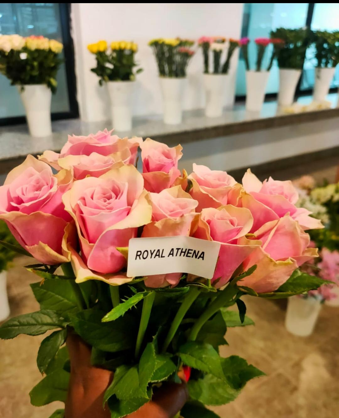 Royal Athena Rose